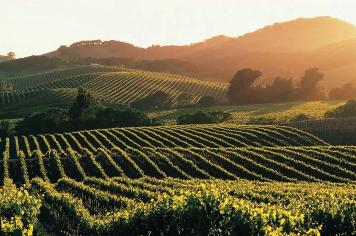 Napa Valley: De parel van Californische wijnen