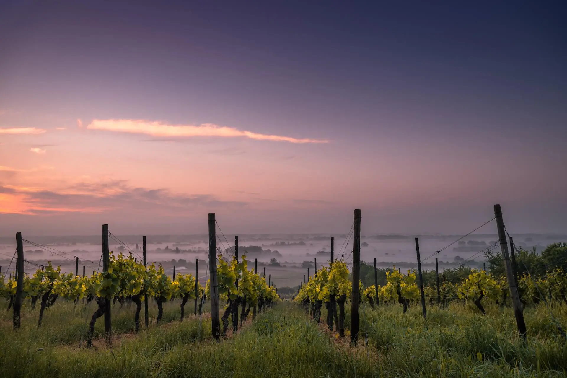 Wijn en duurzaamheid: Hoe groene praktijken de wijnindustrie beïnvloeden