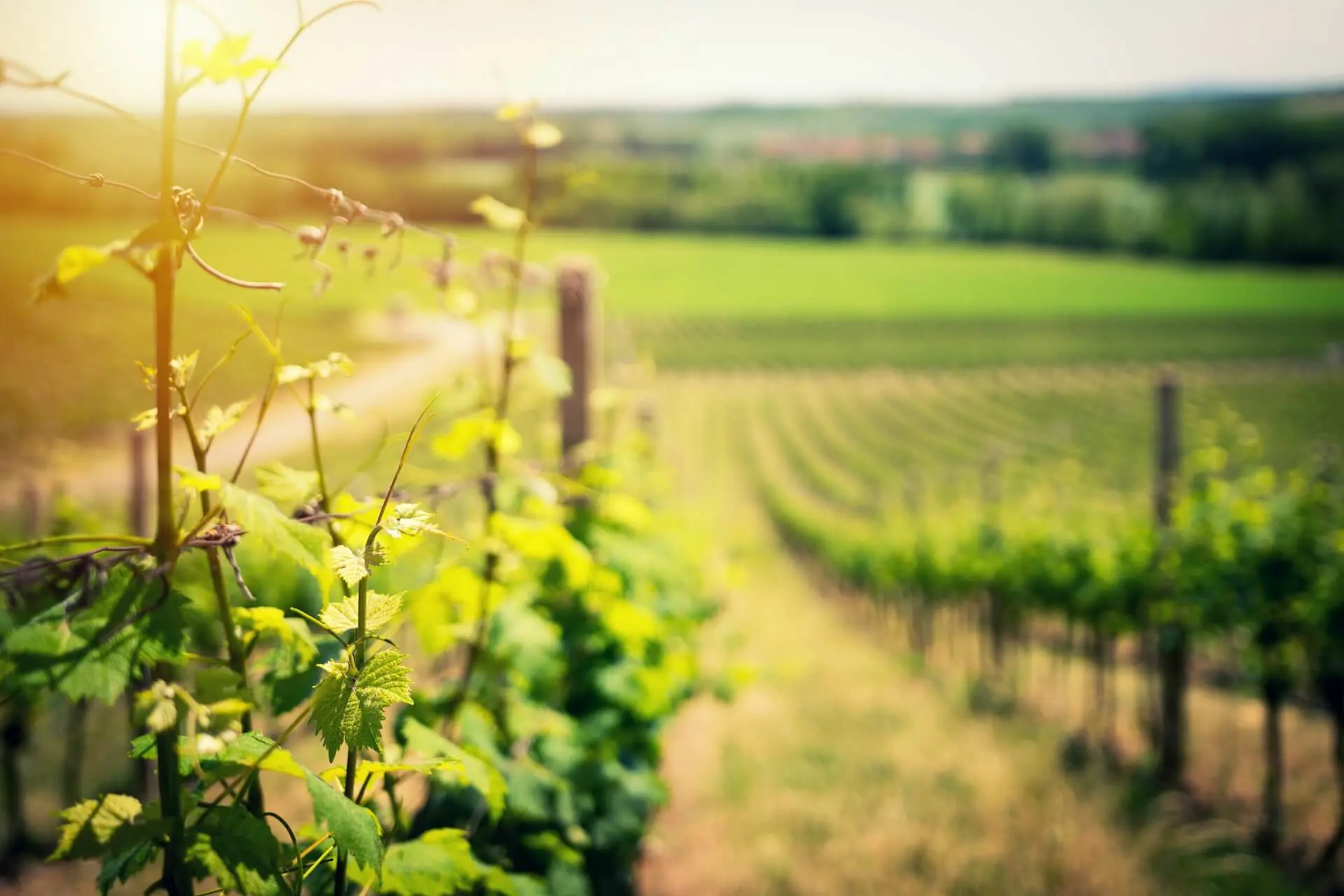 De impact van klimaatverandering op de wijnindustrie