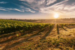 wijngaard zonsondergang